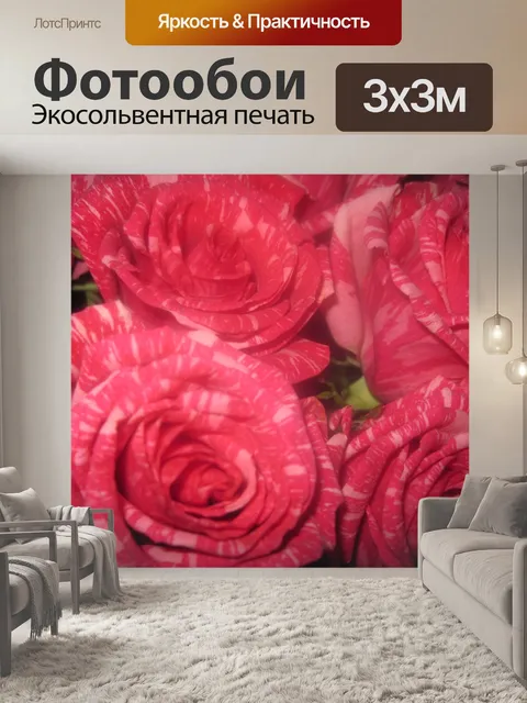 Фотообои Нежная роза цветет