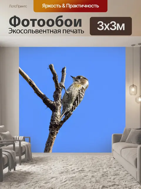 Фотообои Животное