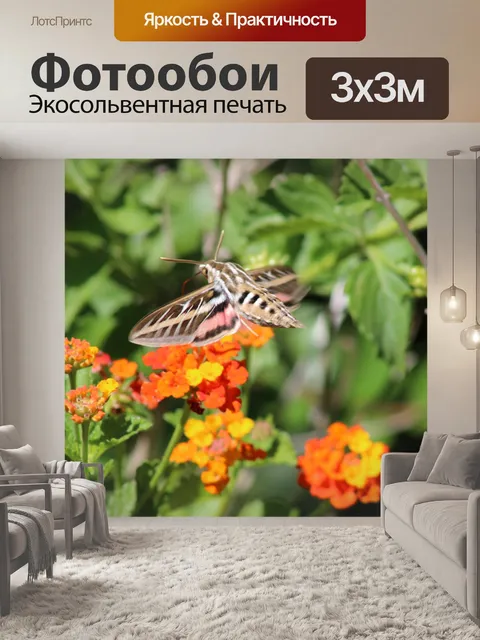 Фотообои Белоснежная моль сфинкса