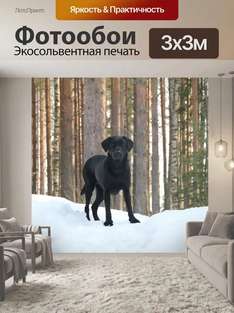 Фотообои Черный лабрадор
