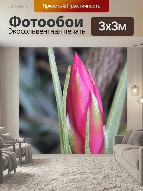 Фотообои бутон цветка розовой бромелии