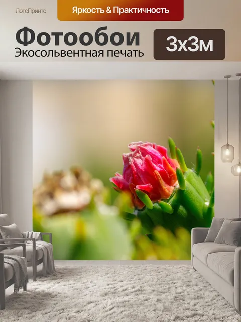 Фотообои цветущие кактусы