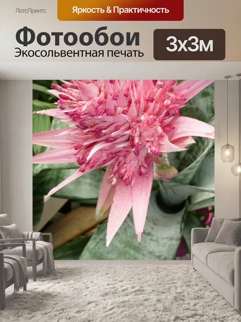 Фотообои Бромелию
