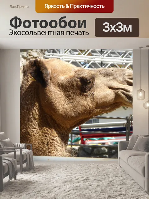 Фотообои Верблюд профиля