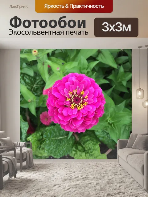 Фотообои Розовая цинния цветы