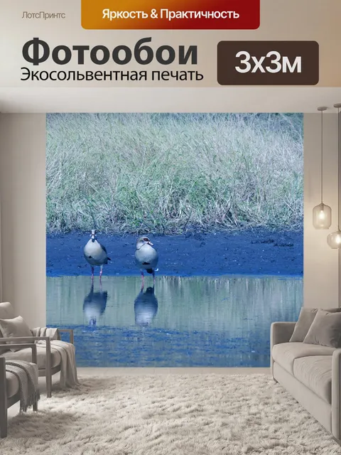 Фотообои два египетских гуся в воде