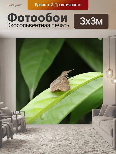 Фотообои Моль