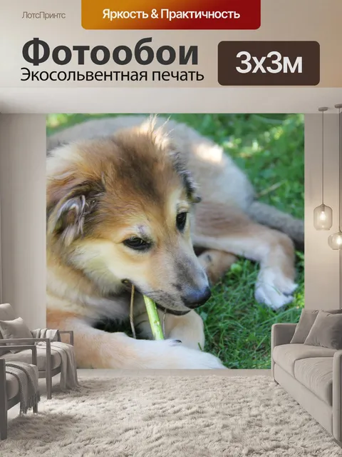 Фотообои Собака