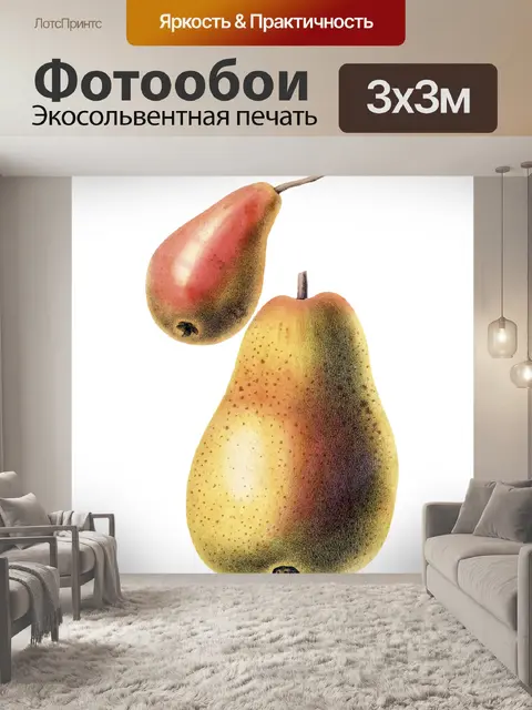 Фотообои Груша фрукты старинные иллюстрации