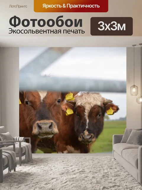 Фотообои 2 быка