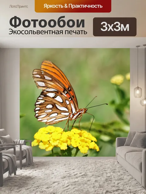 Фотообои Крупный план бабочки Персидского залива