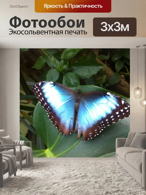 Фотообои Бабочка