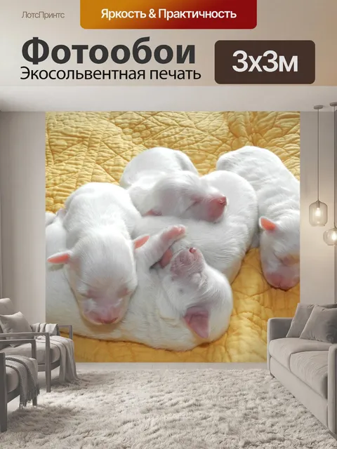 Фотообои Щенок собака Котон де Тулер