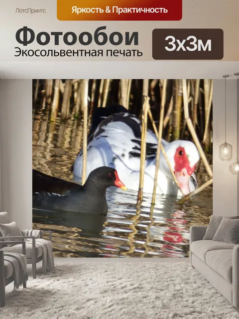 Фотообои Утка и шотландская куропатка