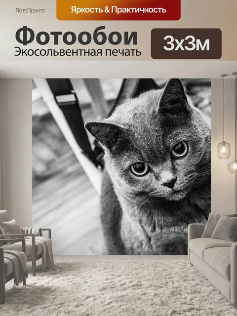 Фотообои Кот