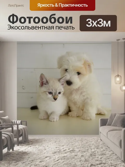 Фотообои Собака кошка