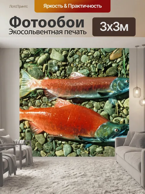 Фотообои Красный лосось