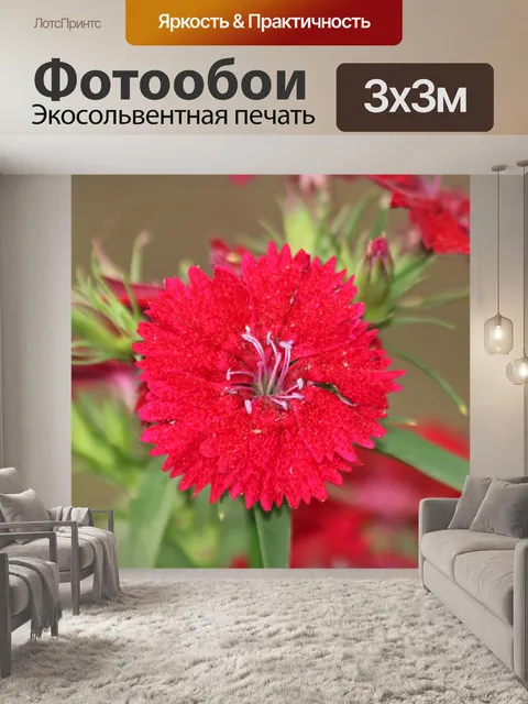 Фотообои Красный цветок диантуса крупным планом