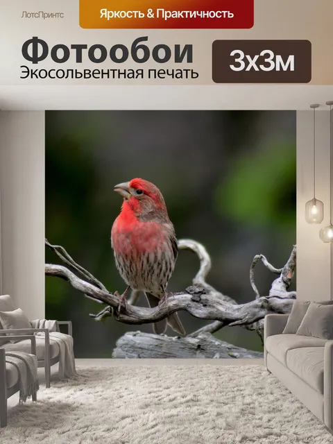 Фотообои Финч мужской дом