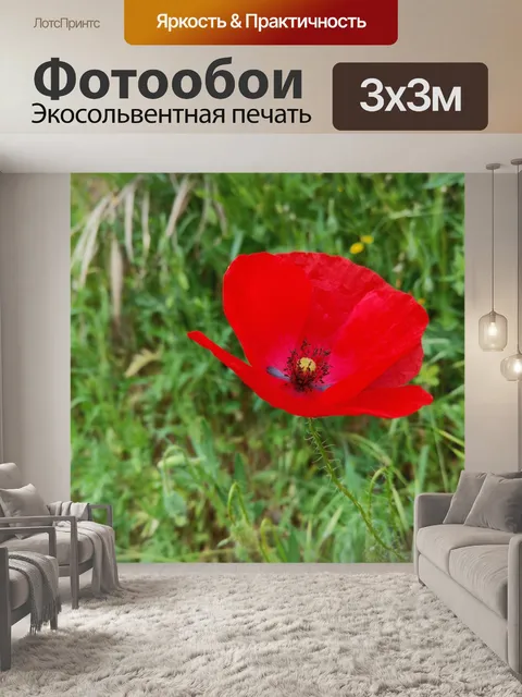 Фотообои Красный мак