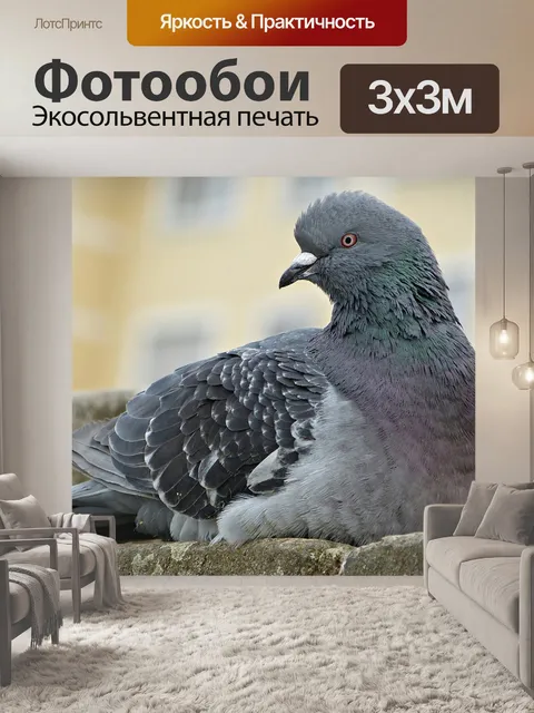 Фотообои Голубь