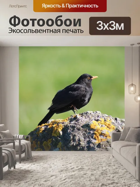 Фотообои Черный дрозд