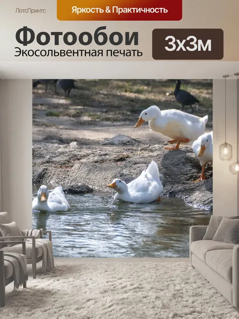 Фотообои Четыре домашних белых утка