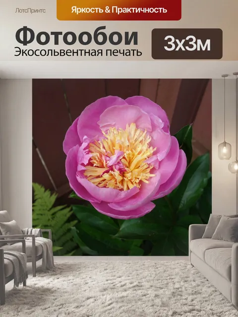 Фотообои Пион I