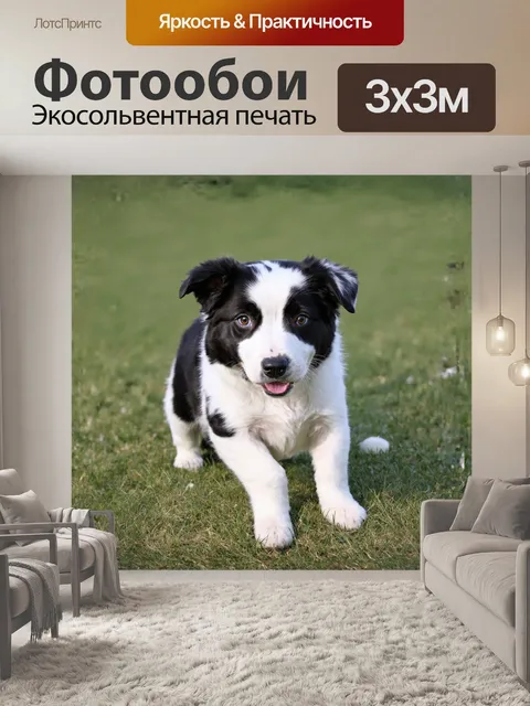Фотообои **щенок, бордер-колли, пятнистый**