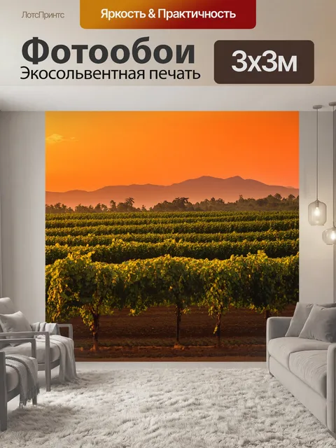 Фотообои кофейная плантация на закате