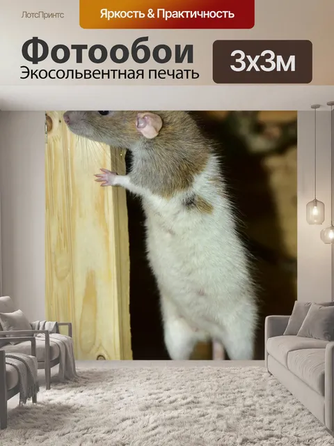 Фотообои Крыса