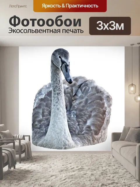 Фотообои Лебедь Птица Клипарт Фото