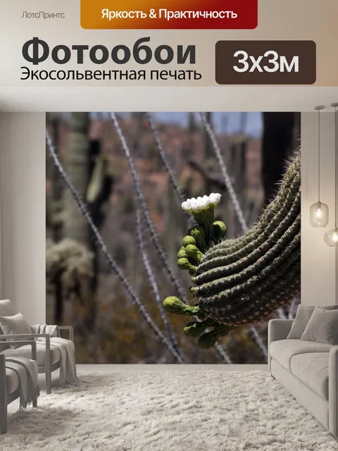 Фотообои Цветок кактусовых сагу
