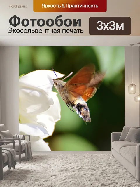 Фотообои Колибри ястреб моли