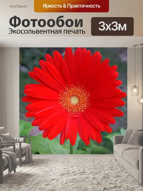 Фотообои Красная гербера Дейзи крупным планом
