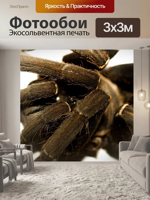 Фотообои тарантул паук