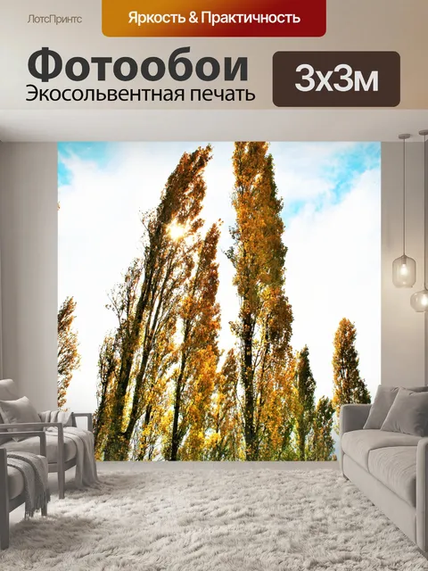 Фотообои высокие тополя