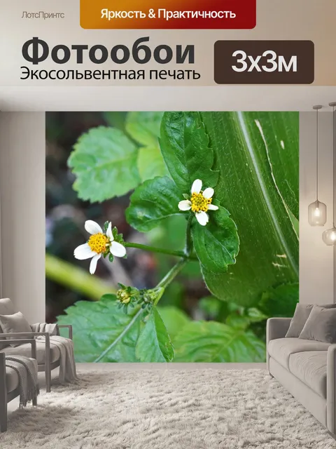Фотообои белый цветок растения блэкджек
