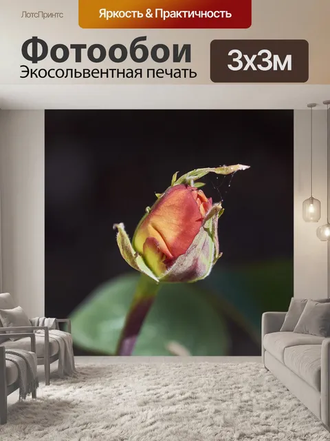 Фотообои Роза