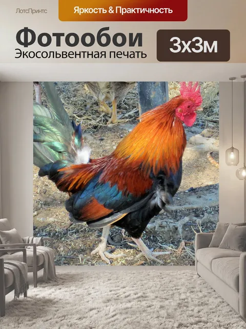 Фотообои красочный петух
