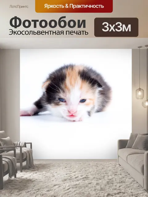 Фотообои Красивая кошка