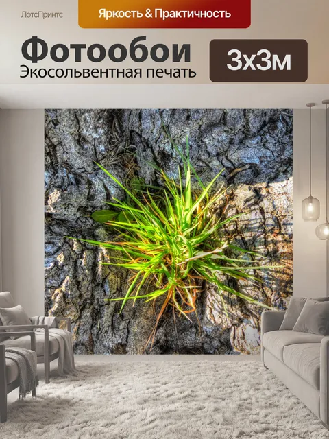 Фотообои Росток сосны