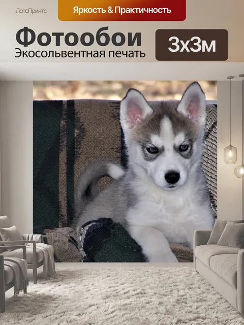 Фотообои Сибирский хаски щенок крупным планом