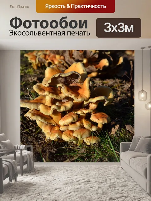 Фотообои Грибы