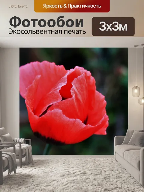 Фотообои красный цветок мака