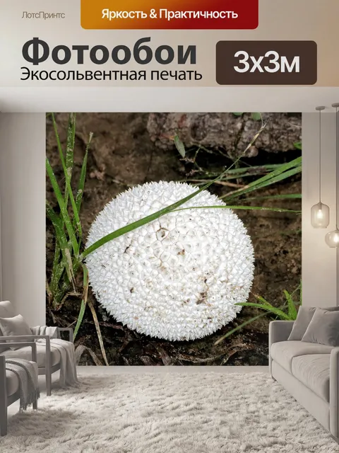 Фотообои Шпильки из пушного гриба крупным планом