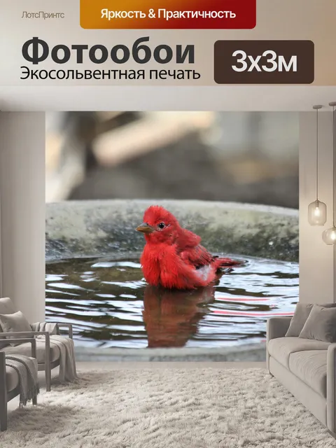 Фотообои Летний танагер в птичьей ванне