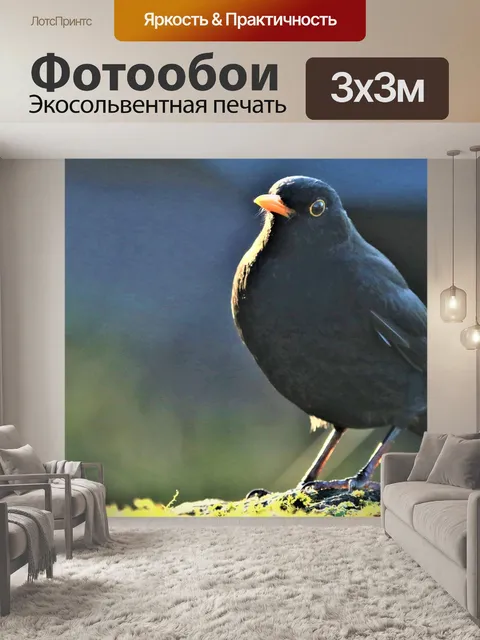 Фотообои Черная птица