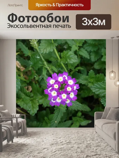 Фотообои фиолетовый и белый цветок