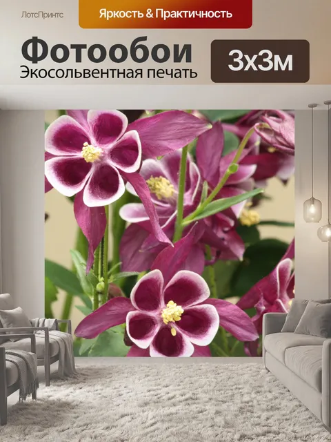 Фотообои Фиолетовые цветы Коломбина крупным плано